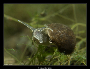 Frehwater snail by Beate Seiler 
